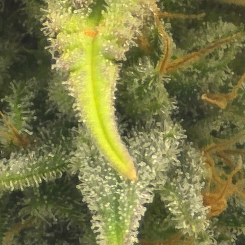 Royal Gorilla growlog timeline photo