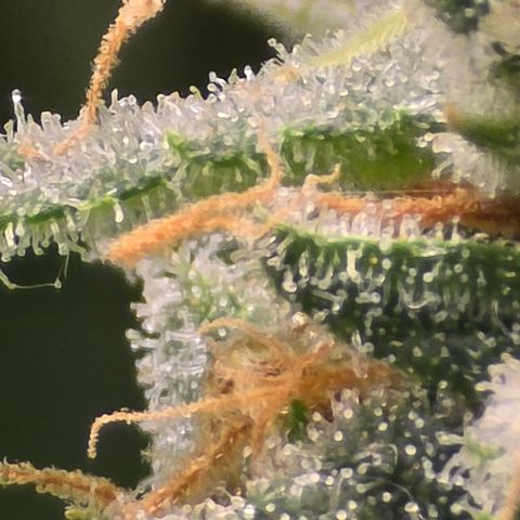 Royal Gorilla growlog timeline photo