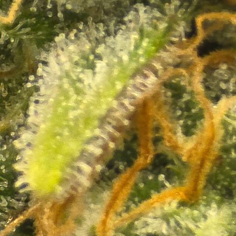 Royal Gorilla growlog timeline photo