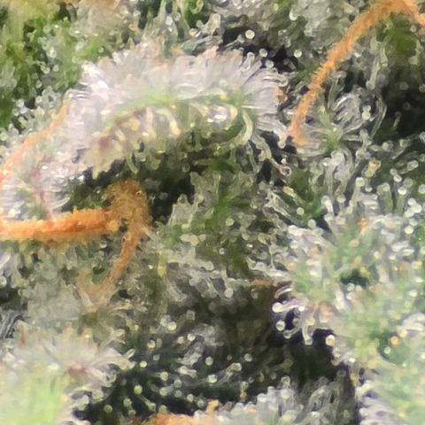 Royal Gorilla growlog timeline photo