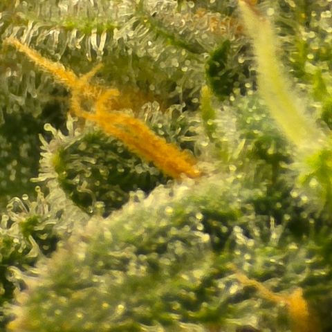Royal Gorilla growlog timeline photo