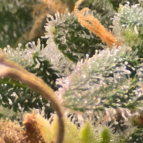 Royal Gorilla growlog timeline photo