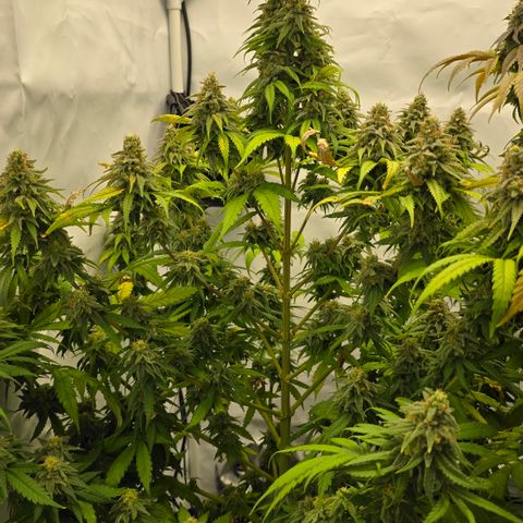 Royal Gorilla growlog timeline photo
