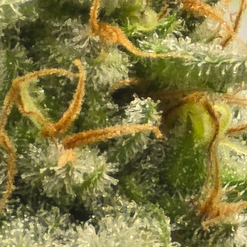 Royal Gorilla growlog timeline photo