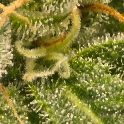 Royal Gorilla growlog timeline photo