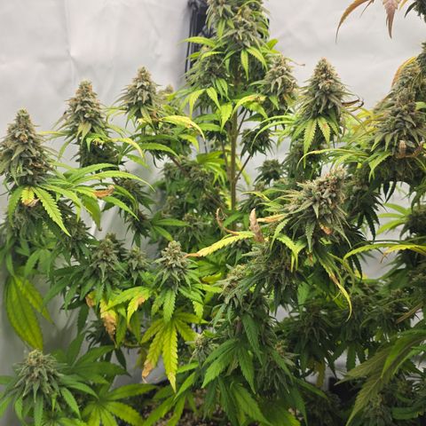 Royal Gorilla growlog timeline photo