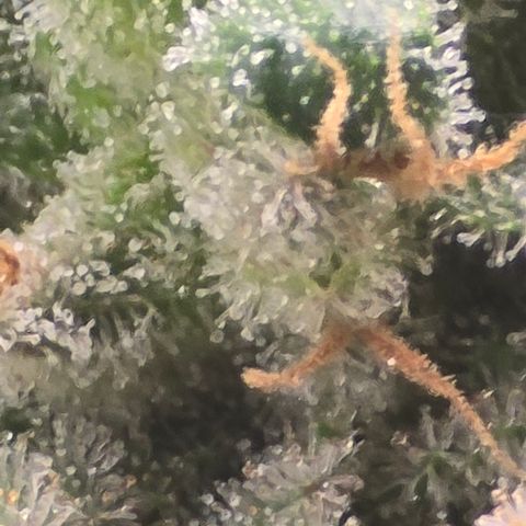 Royal Gorilla growlog timeline photo