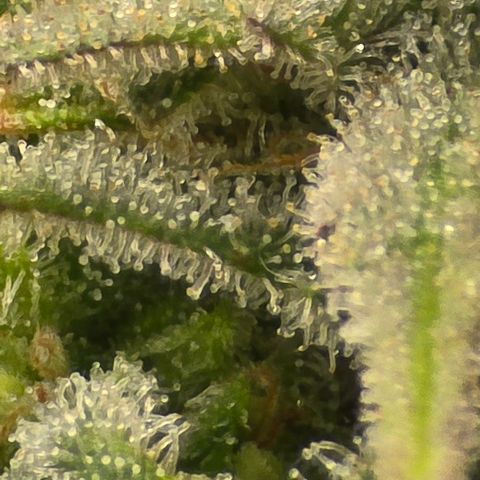 Royal Gorilla growlog timeline photo