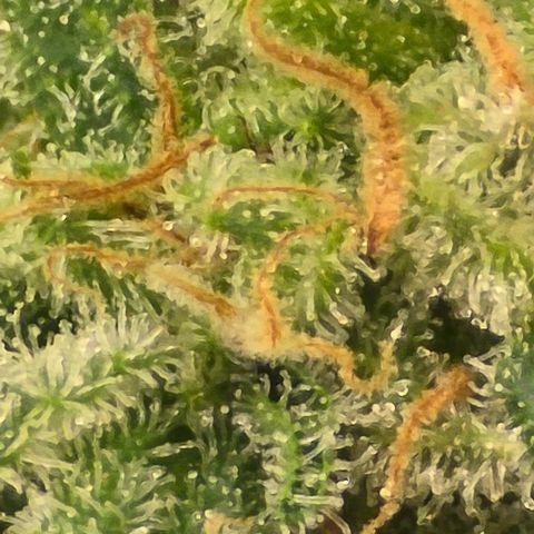Royal Gorilla growlog timeline photo