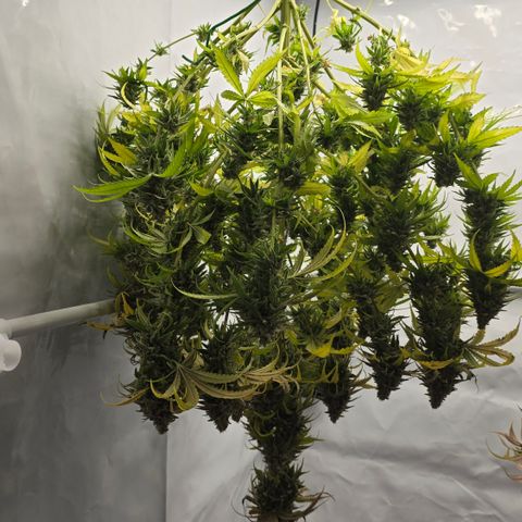 Royal Gorilla growlog timeline photo