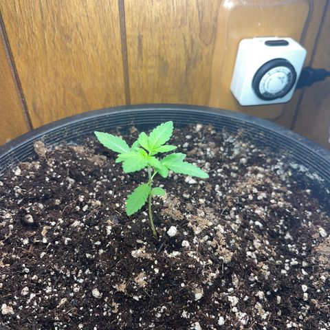 Unknown strain growlog timeline photo