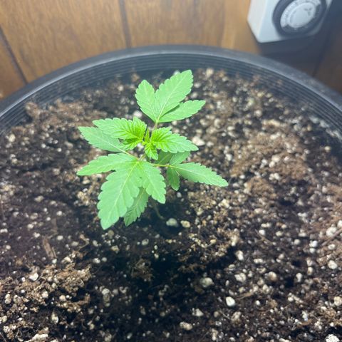 Unknown strain growlog photo: 4 1/4 inches