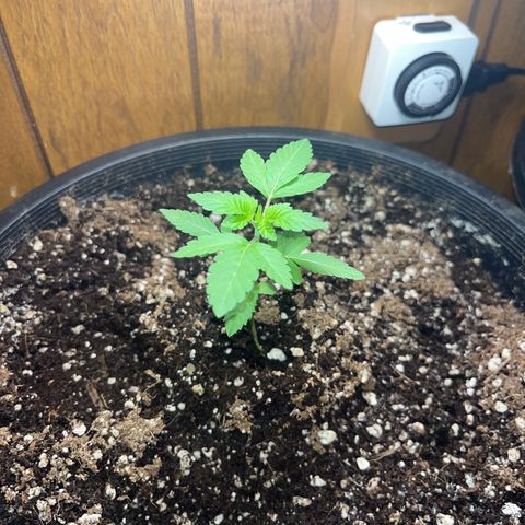 Unknown strain growlog photo: 4 1/4 inches