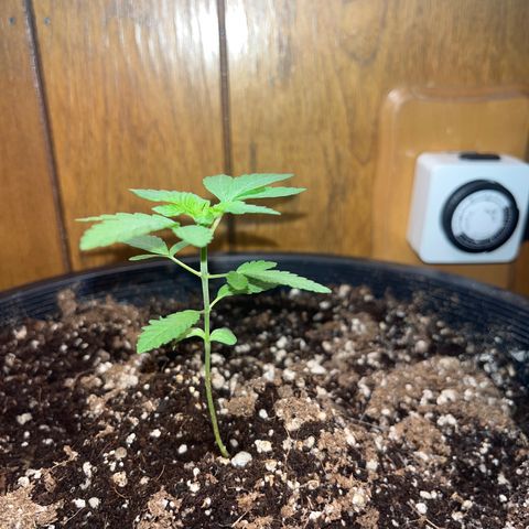 Unknown strain growlog photo: 4 1/4 inches