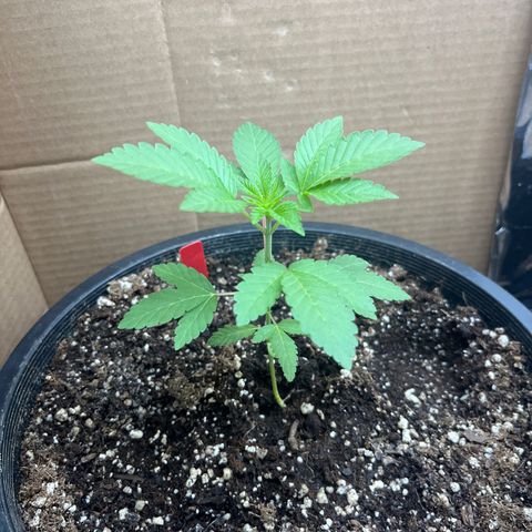 Unknown strain growlog timeline photo