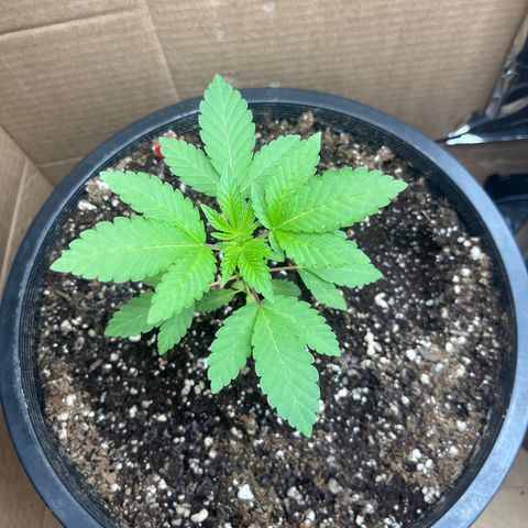 Unknown strain growlog timeline photo