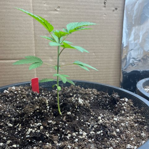 Unknown strain growlog timeline photo
