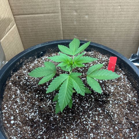 Unknown strain growlog timeline photo