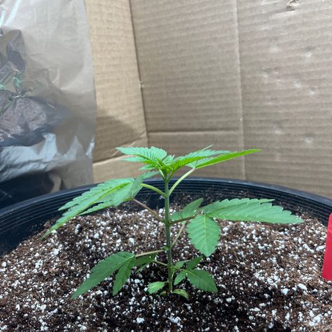 Unknown strain growlog timeline photo
