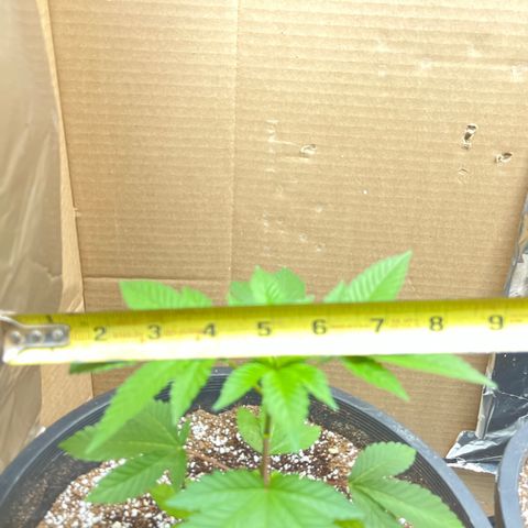Unknown strain growlog timeline photo
