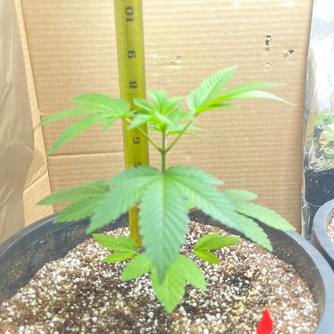 Unknown strain growlog timeline photo