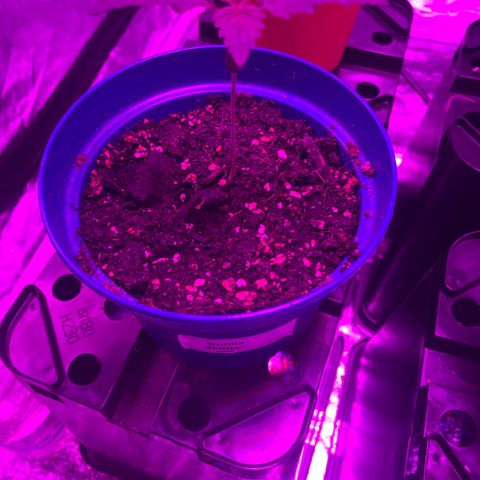 Gorilla Zkittlez growlog timeline photo