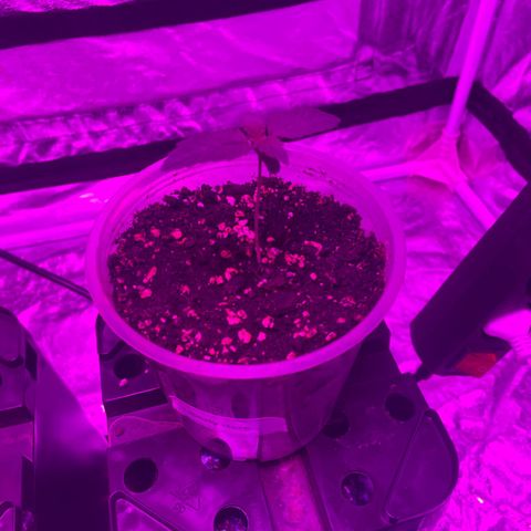 Liberty Haze growlog timeline photo