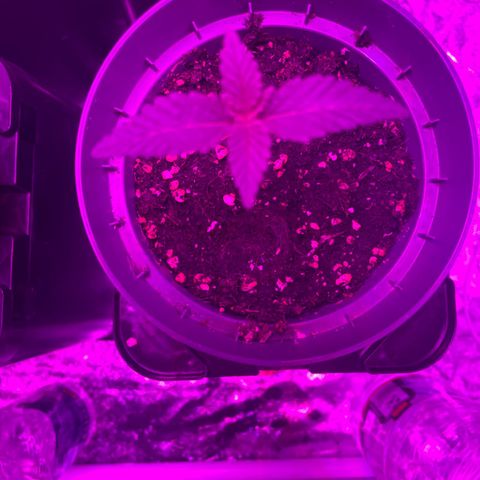 Runtz Muffin  growlog timeline photo