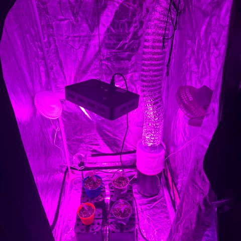 Liberty Haze growlog photo: Aktiv Kohlefilter wieder ordentlich hingestellt 