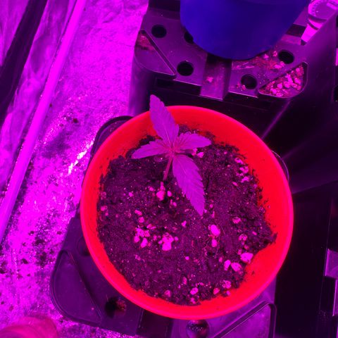Blue Sunset Sherbert growlog timeline photo
