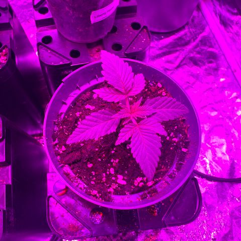 Runtz Muffin  growlog timeline photo