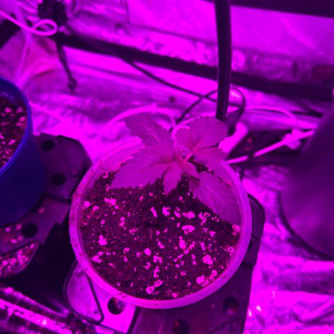 Liberty Haze growlog timeline photo