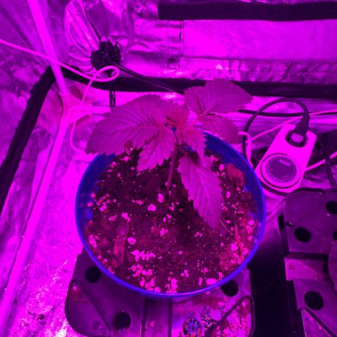 Gorilla Zkittlez growlog timeline photo