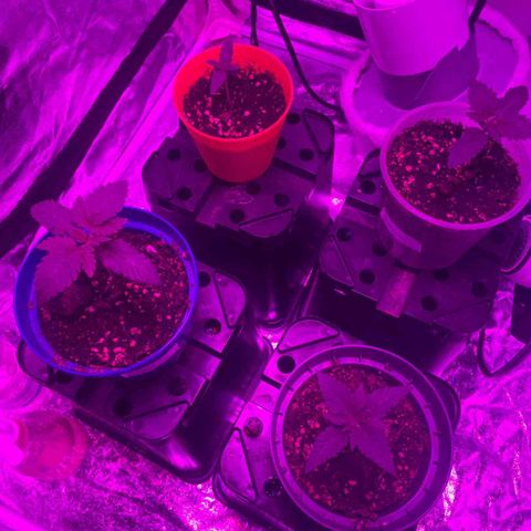 Liberty Haze growlog timeline photo