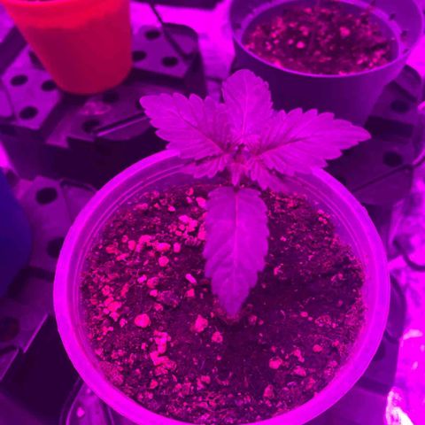 Liberty Haze growlog timeline photo