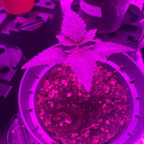 Runtz Muffin  growlog timeline photo