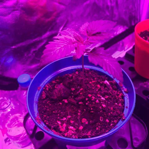 Gorilla Zkittlez growlog timeline photo