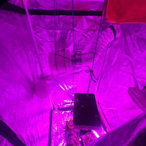Liberty Haze growlog timeline photo