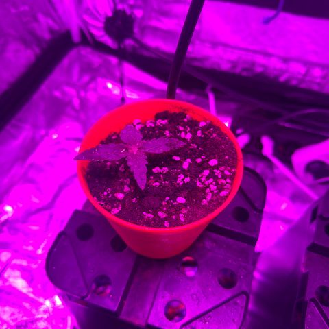 Blue Sunset Sherbert growlog timeline photo