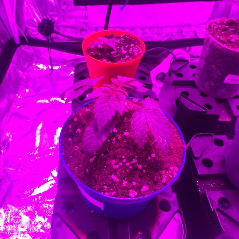 Gorilla Zkittlez growlog timeline photo