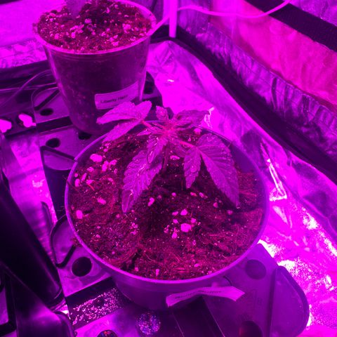 Runtz Muffin  growlog timeline photo
