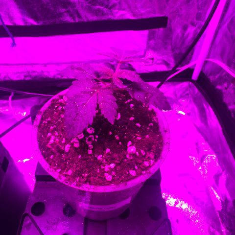 Liberty Haze growlog timeline photo
