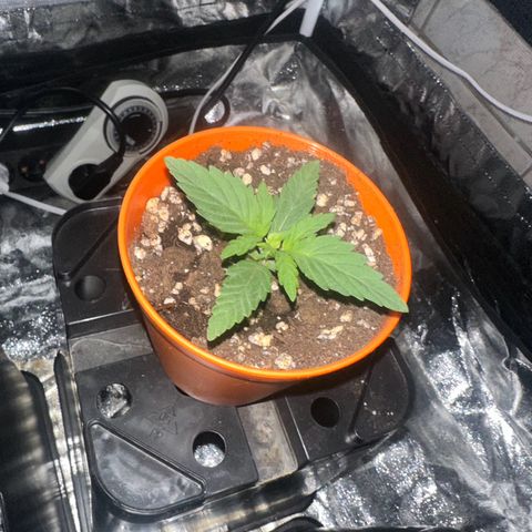 Blue Sunset Sherbert growlog timeline photo