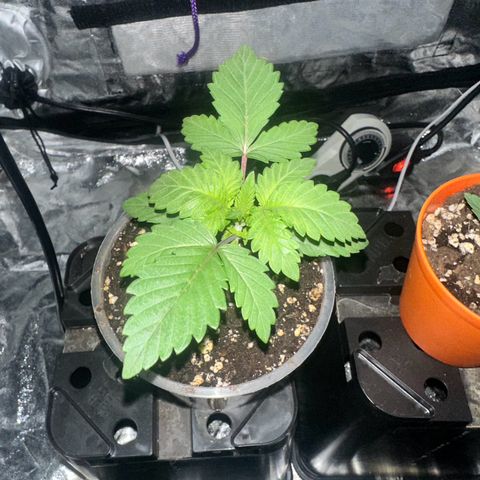 Liberty Haze growlog timeline photo