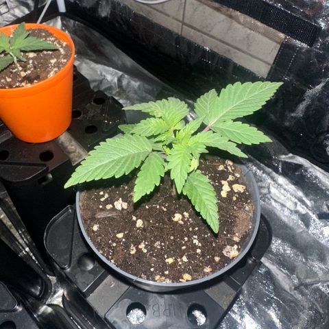 Runtz Muffin  growlog timeline photo