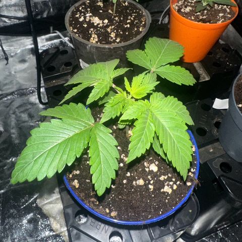 Gorilla Zkittlez growlog timeline photo