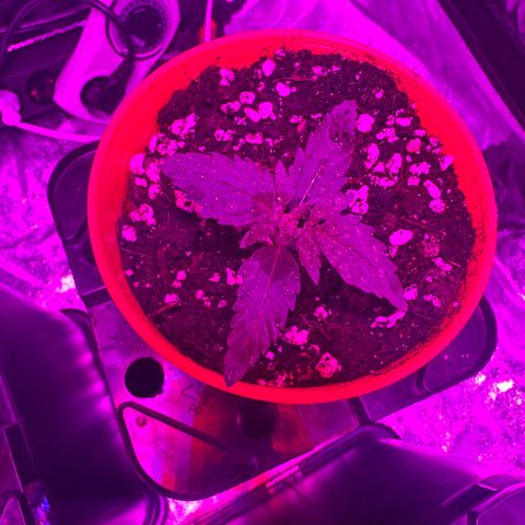 Blue Sunset Sherbert growlog timeline photo