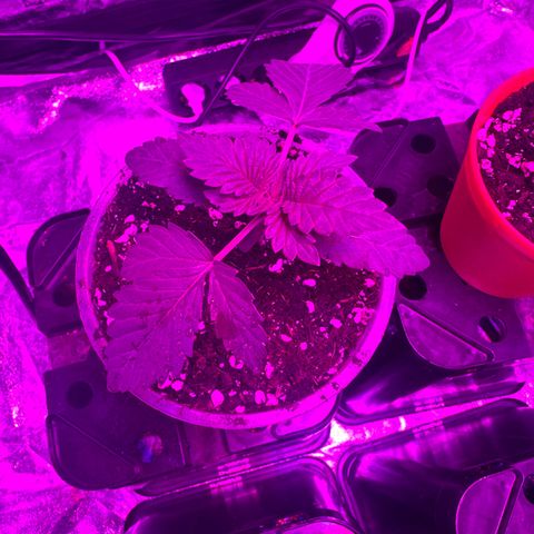 Liberty Haze growlog timeline photo