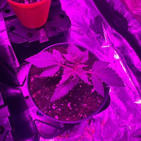 Runtz Muffin  growlog timeline photo