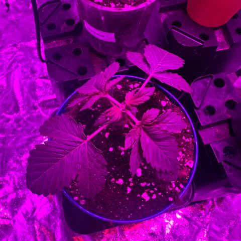 Gorilla Zkittlez growlog timeline photo